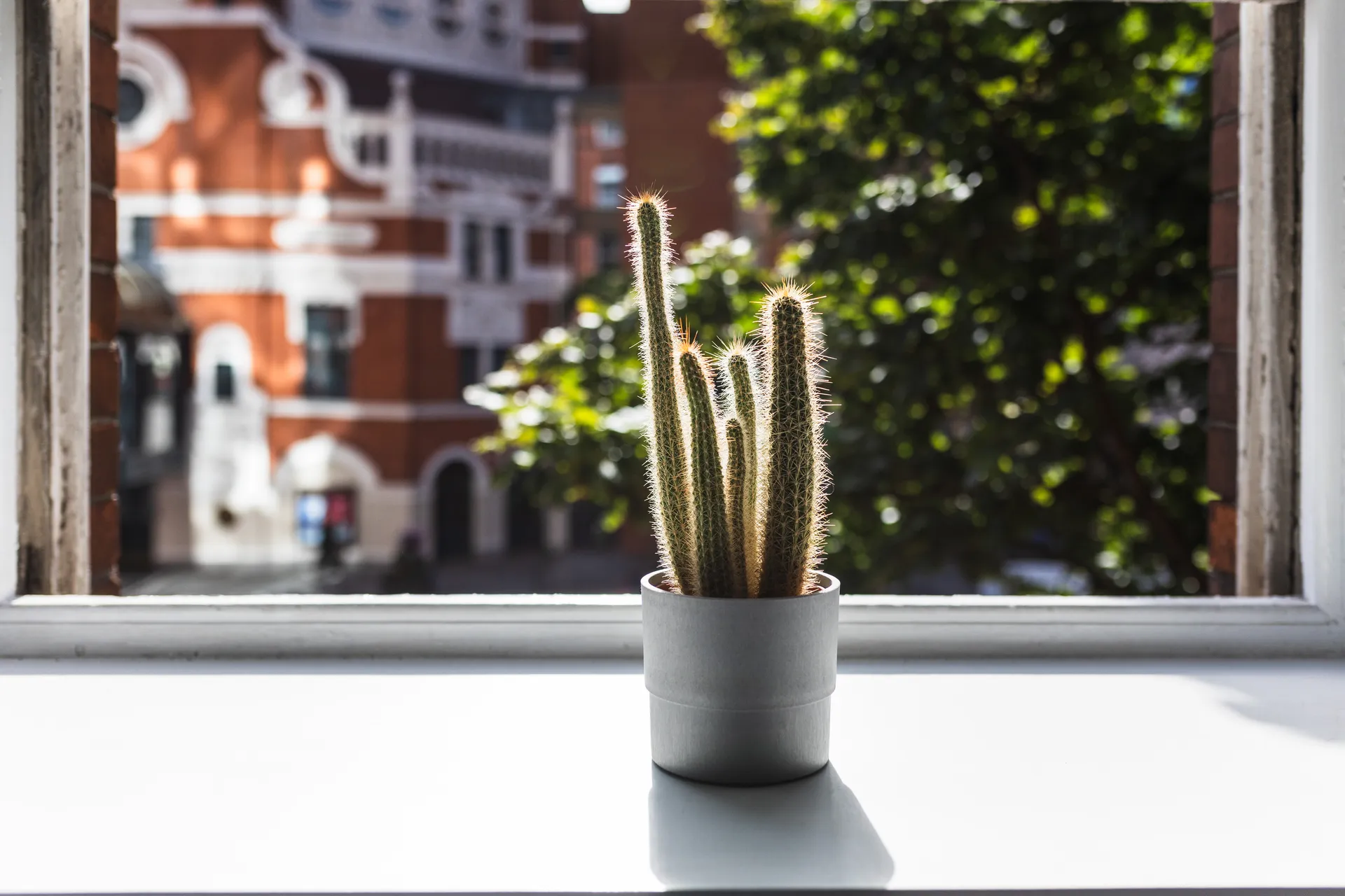 Cactus on a window sill
